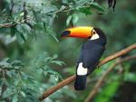 Birds toucan